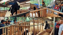 Tentang Budidaya Ternak Kambing, Apa Perbedaan Penggemukan dan Indukan?